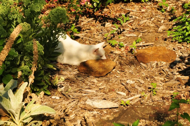 a white cat in a garden on top of rocks