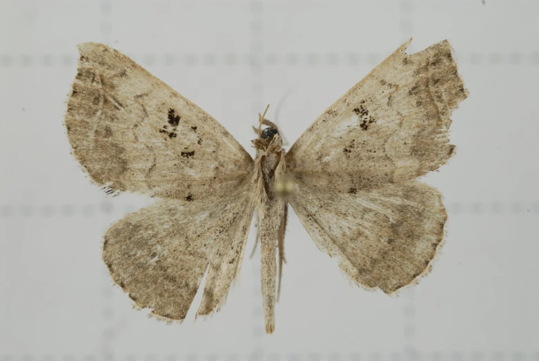 closeup of an insect on a white background