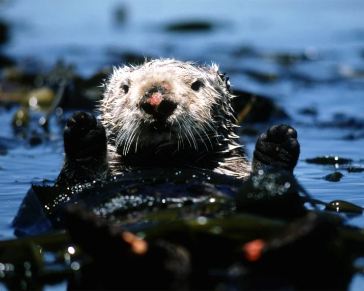 a sea otter pokes his head out from water