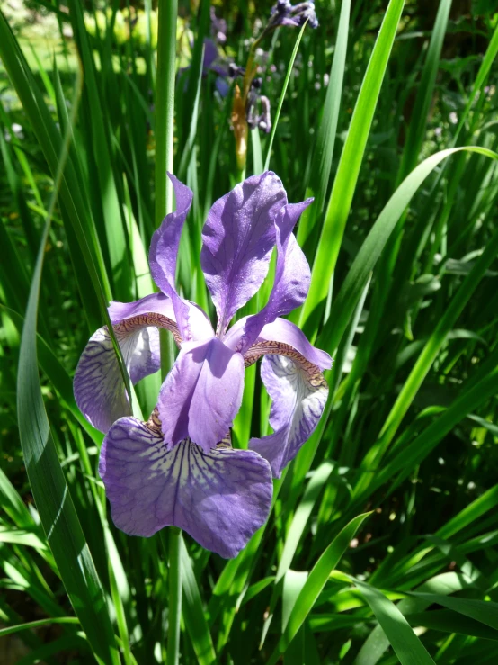 a purple flower in the middle of a green field