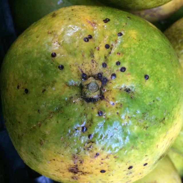 close up of green, unripe bananas with black brown spots