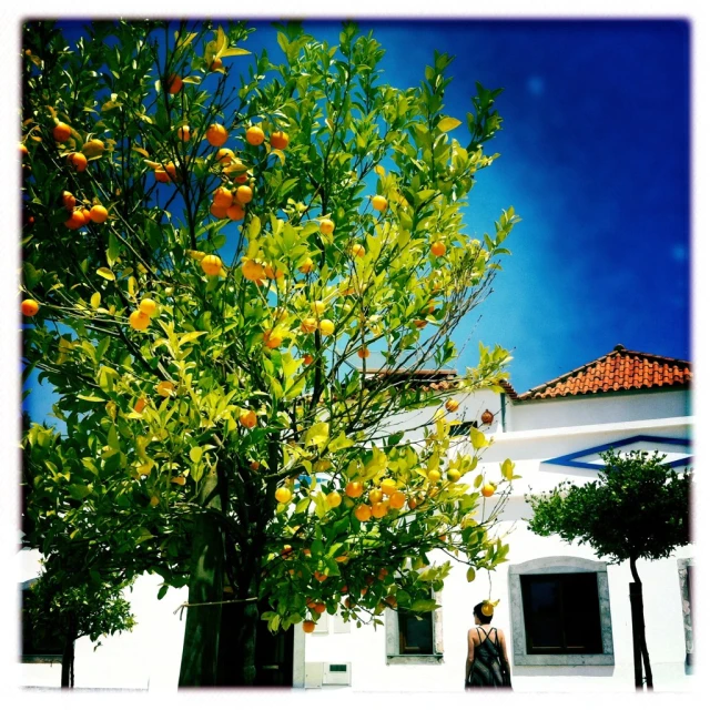 a woman standing under an orange tree outside a building