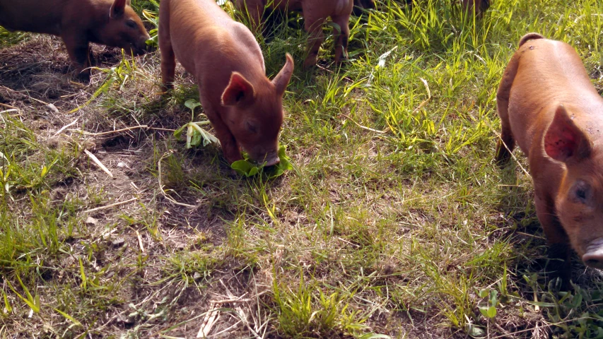 several hogs eating grass in a field