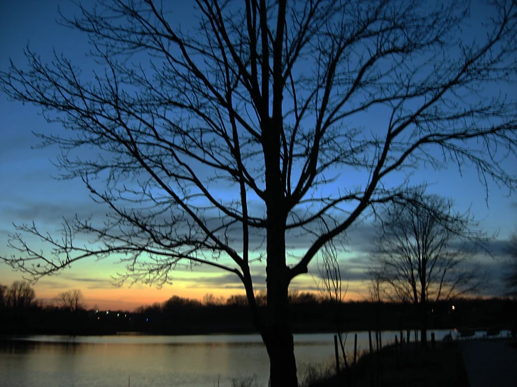 the tree is standing alone by the lake