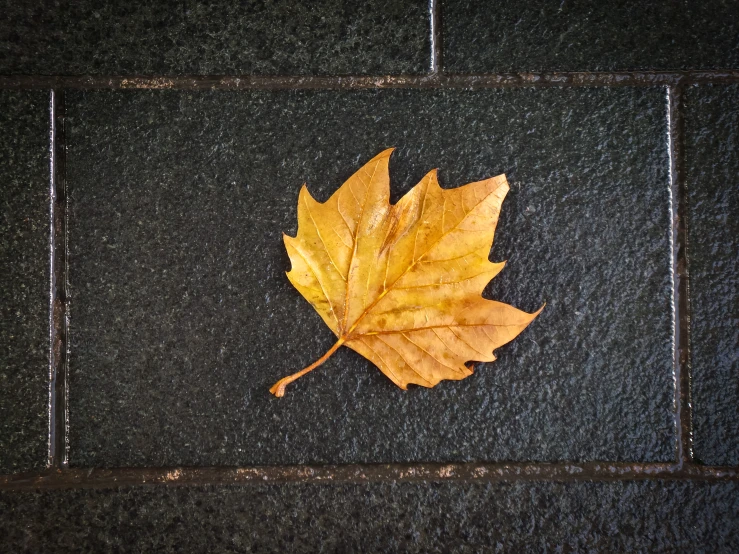 a yellow leaf sitting on top of a floor