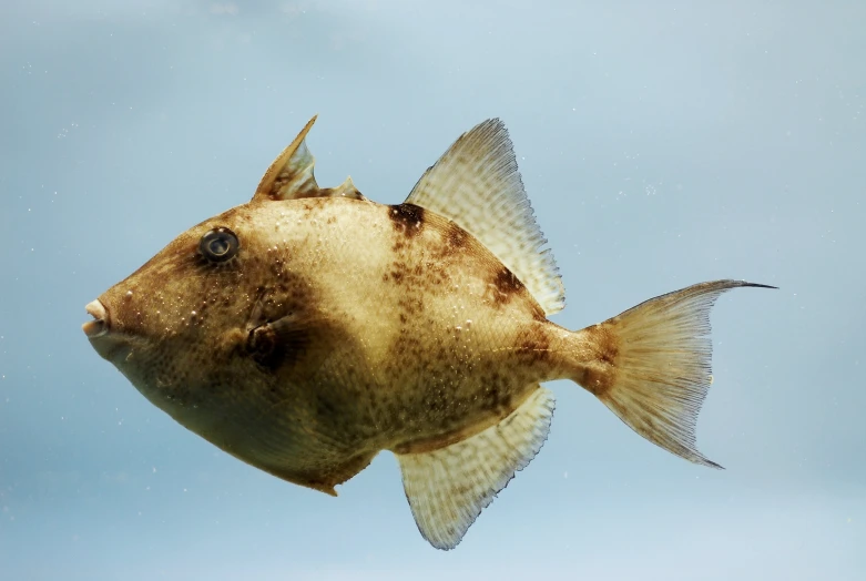 a fish looking up at a camera with sky in background