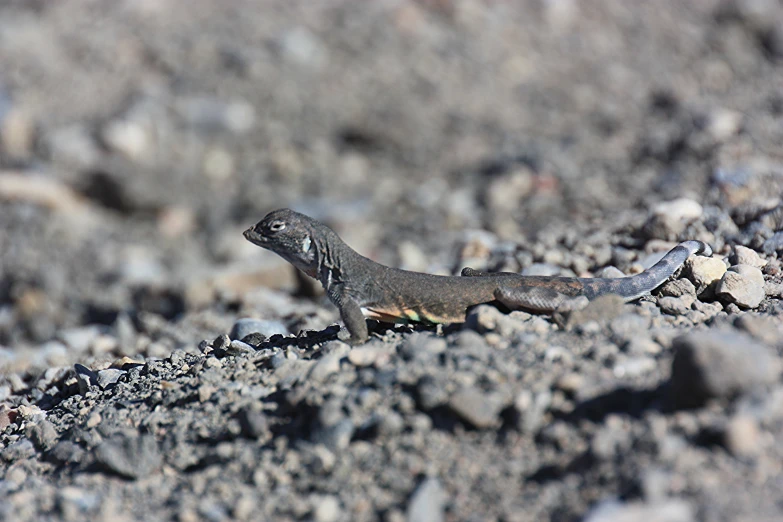 an lizard sitting on a rocky ground near gravel