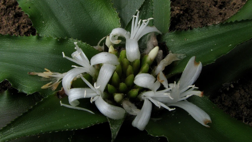 a close up of a very cute white flower