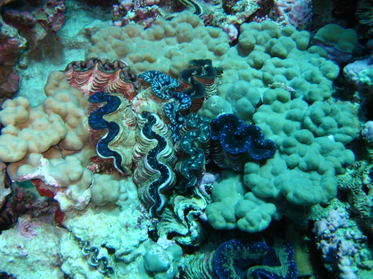 anemonia covered in many different colors and shapes on a colorful coral