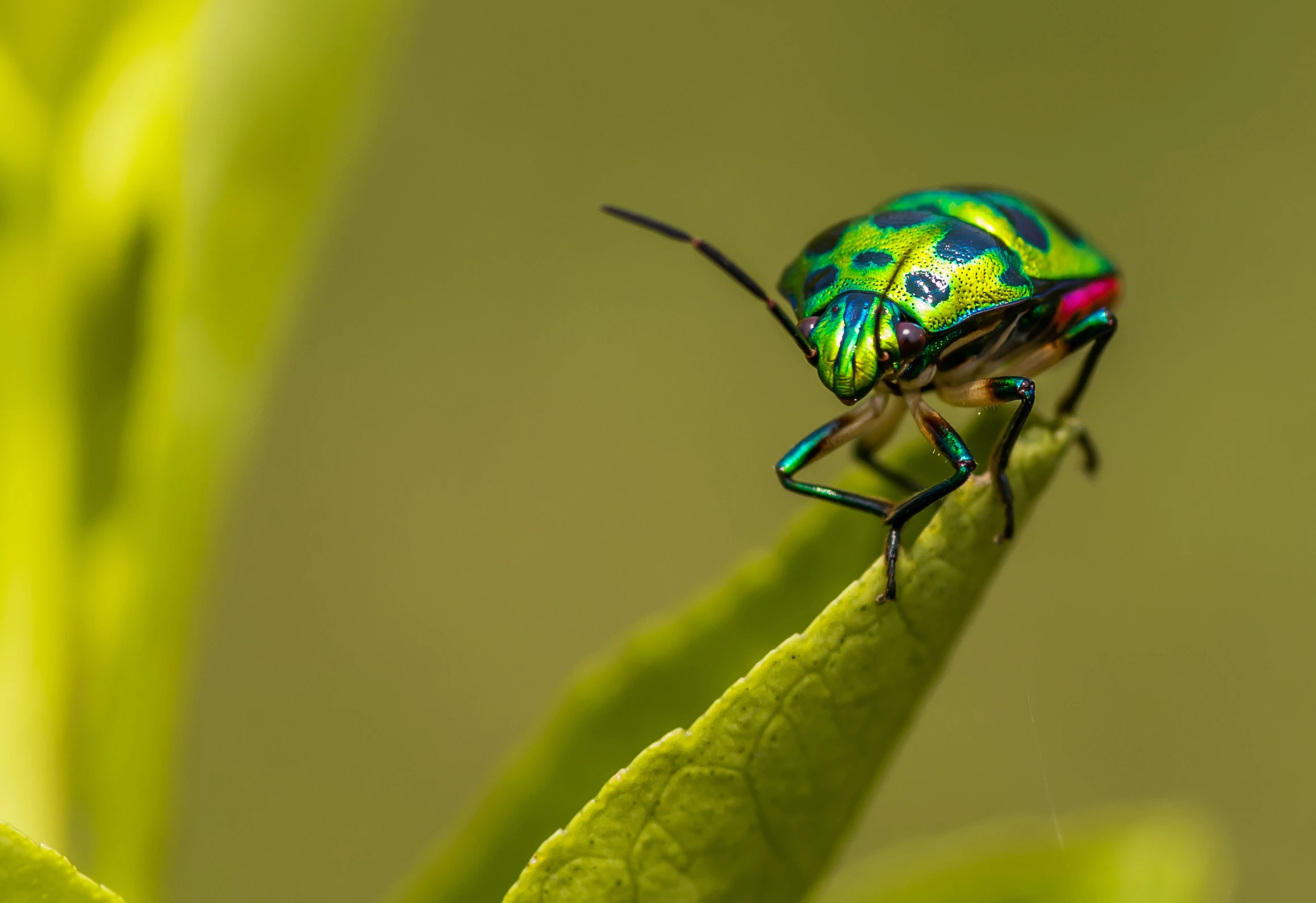 a colorful beetle is sitting on the tip of a leaf