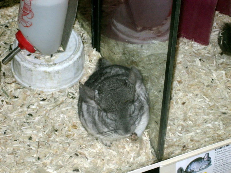 an adult black chinle standing in a wooden crate