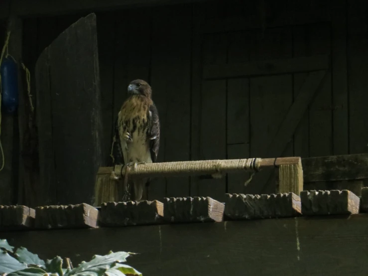 bird with long wings perched on a piece of wood