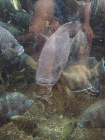 a crowd of people watching fish in an aquarium