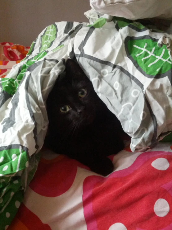 the black cat is hiding under the sheets