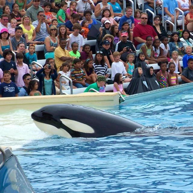 an orca in water performing with people on stage behind