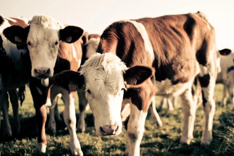 several cows standing together in a grassy area