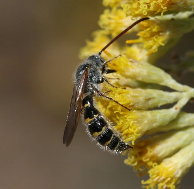 a large flying insect with black eyes on some yellow flowers