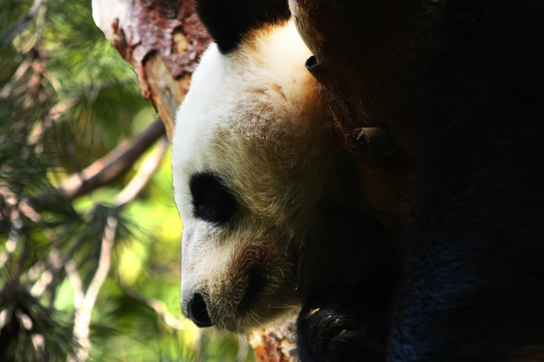 a close up s of the face of a black and white panda bear