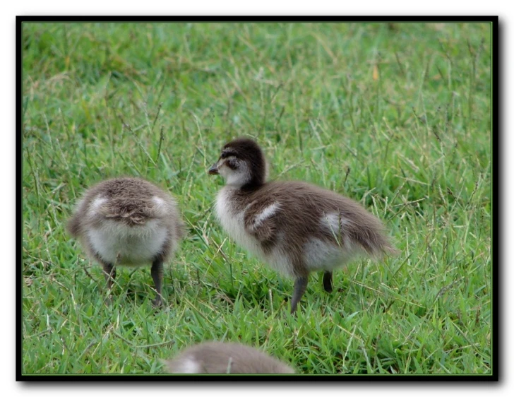 two ducks stand together in the grass