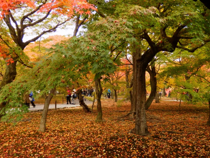 the trees are displaying red, yellow, and green leaves