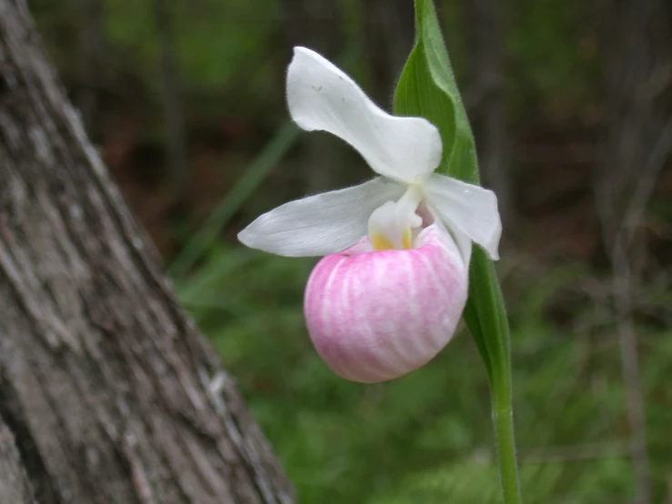 the blossom of a orchid is in the foreground, against the background of tall trees