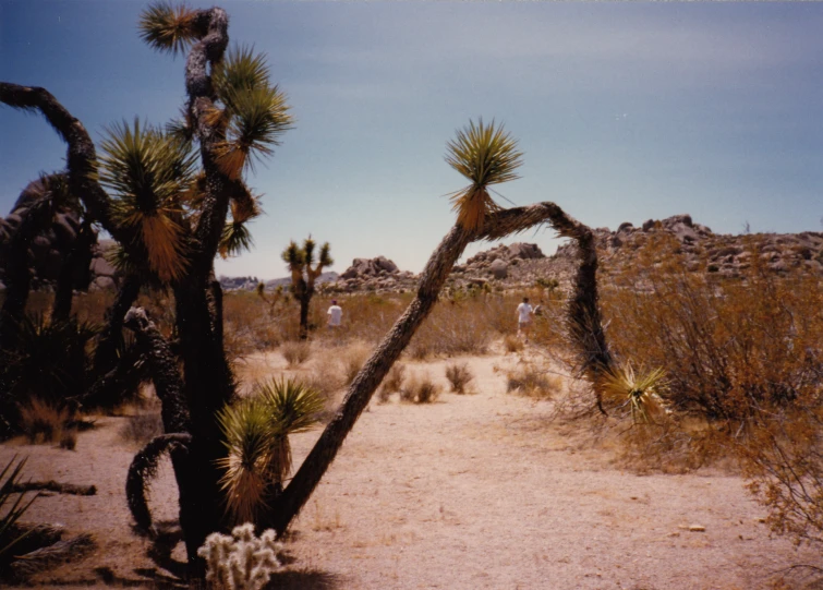 cactus in the desert in the usa