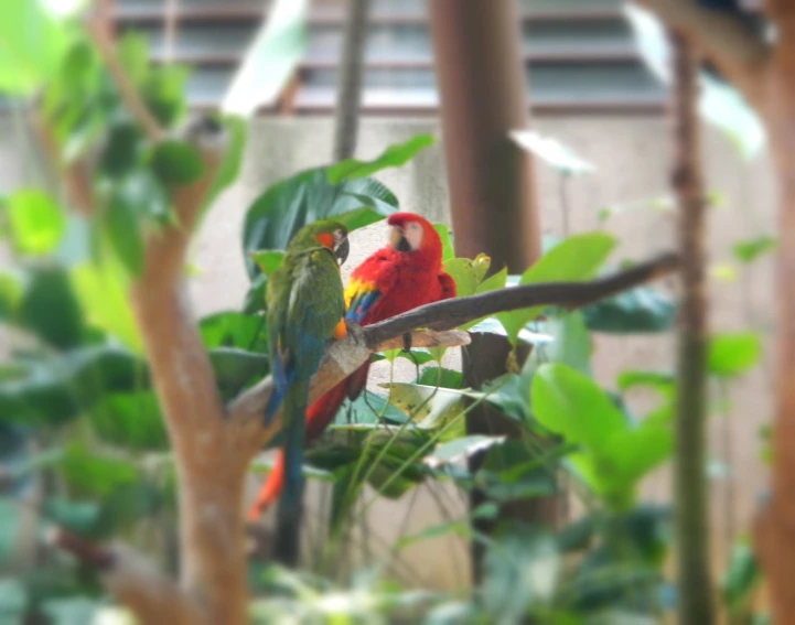 red and yellow bird perched on a nch
