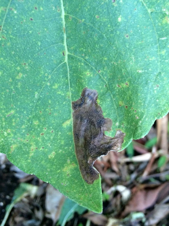 a frog on a leaf inside of the forest