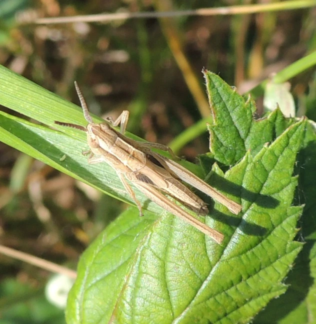 a brown locus sits on top of green leaves