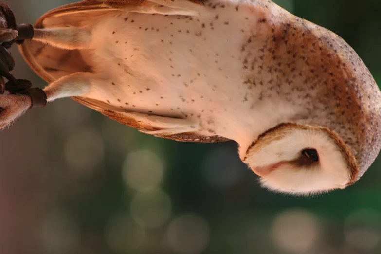 a large owl that is sitting down