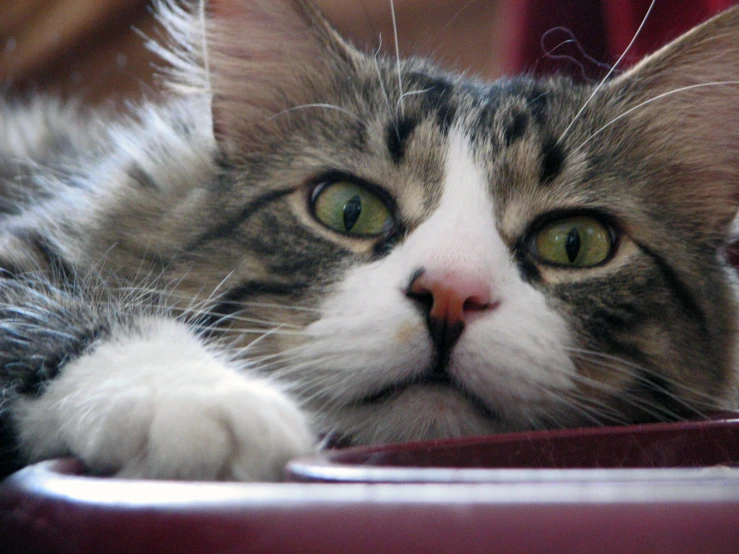 a close up view of a cat laying on its side with its eyes wide open