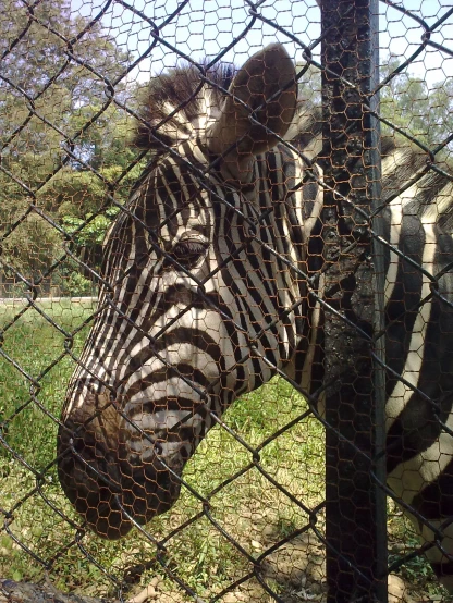 a ze in an enclosure is looking around