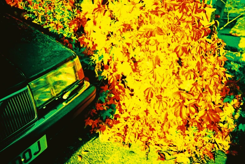 the burned car is parked in front of a bush