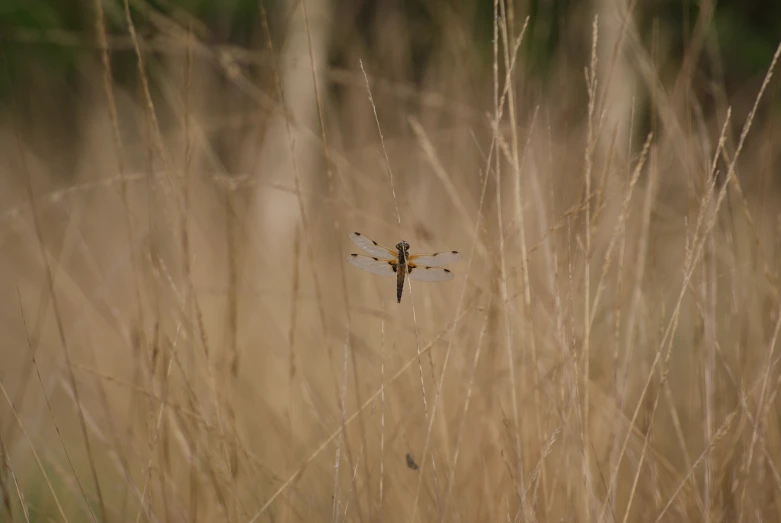 a dragonfly sits in a marshland field as it flies
