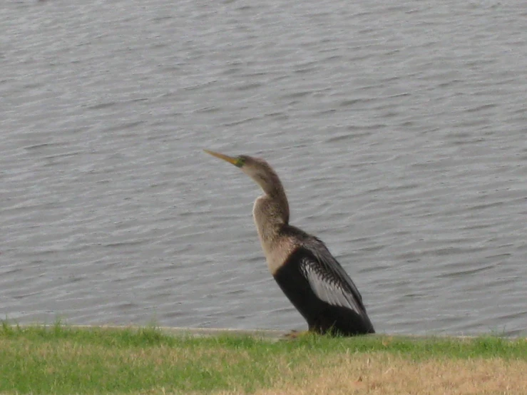 a bird with its wings spread sitting on a grassy slope next to the water