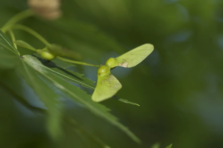 a couple of green bugs on top of some green leaves