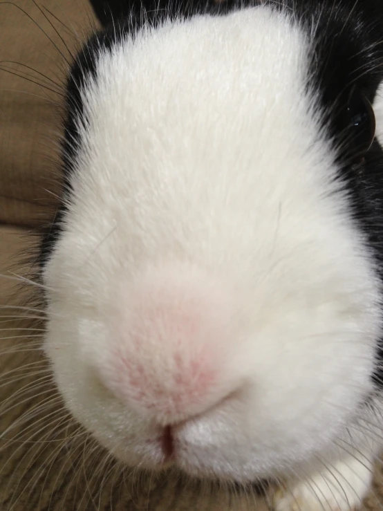 close up s of the head of a white and black rabbit