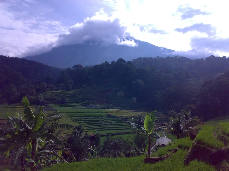 a mountain covered in cloud and trees next to green field