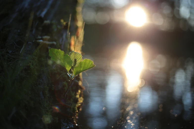 a close up of leaves and sunlight behind them