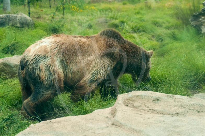 a large bear is walking in the grass by some rocks