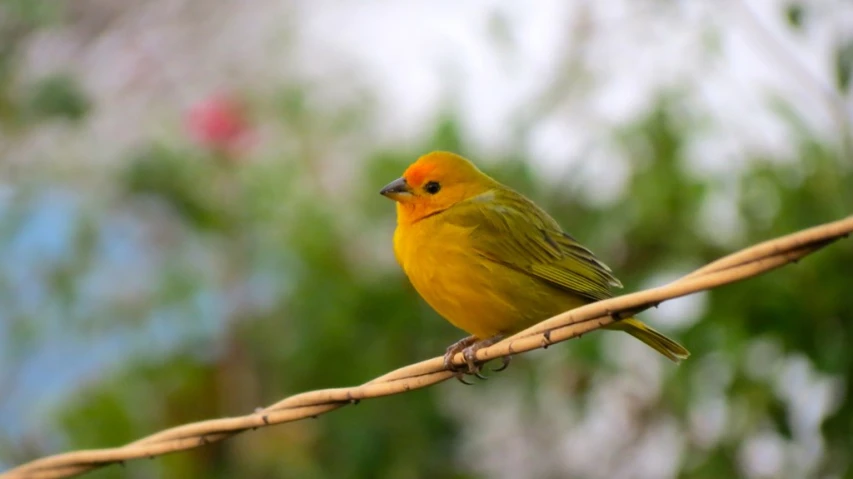 yellow bird standing on rope with background trees