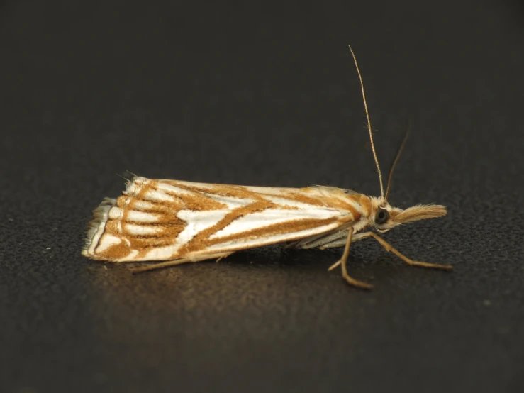 a brown and white moth sitting on a table