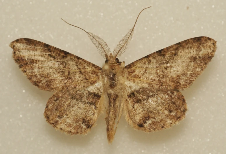 an image of a small brown moth that looks like it has big wings