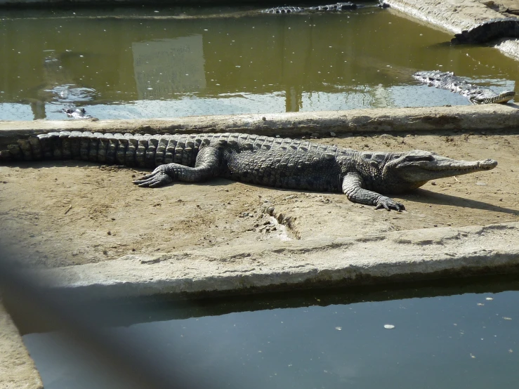 an alligator lies on concrete near the water