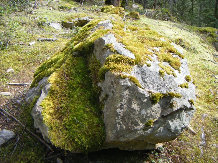 moss on the rock near a forest