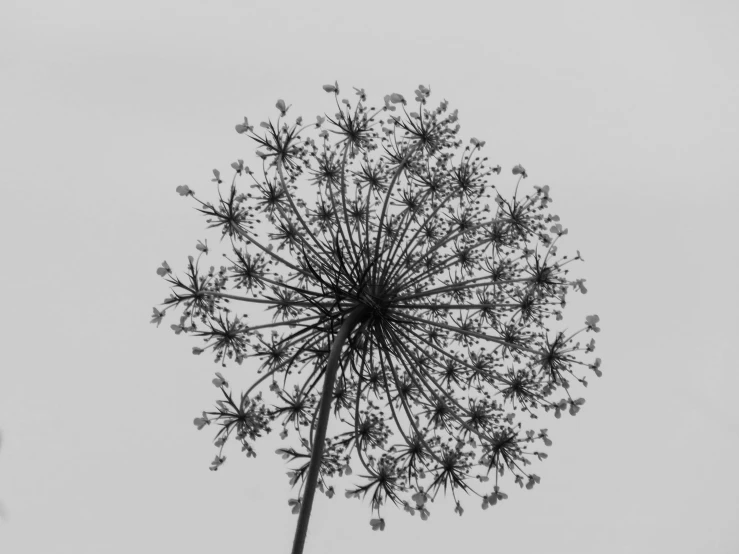 black and white po of a plant with no leaves