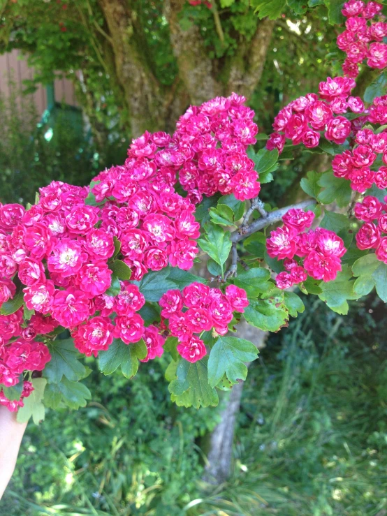 a large pink flower with green leaves