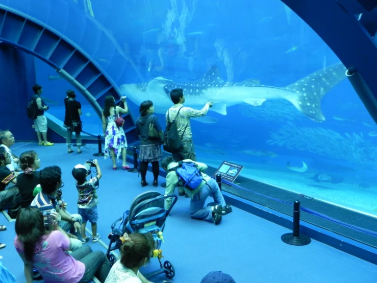 some people in front of an aquarium watching a shark