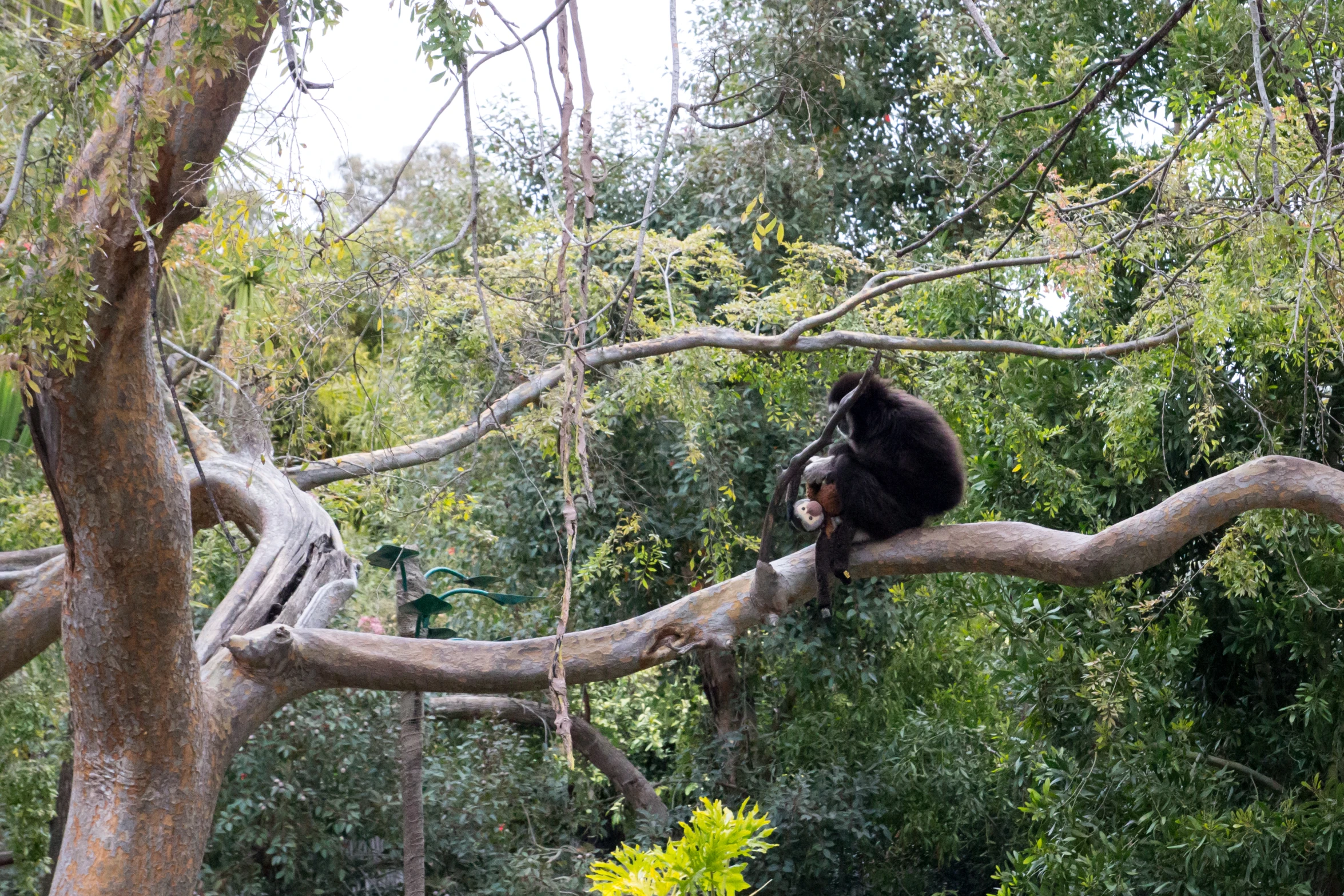 a black bear on a tree nch that has many leaves and is eating it