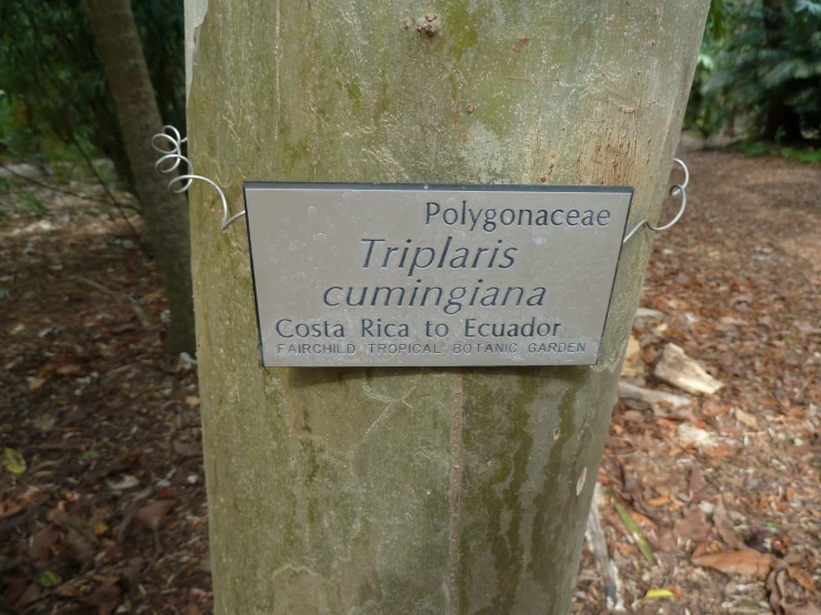 the sign on the tree reads polygonicae triplans cummingiana costa rica is eundador